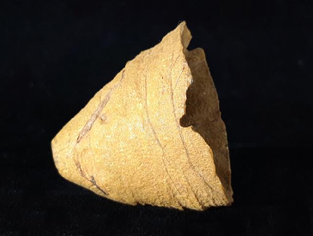 Calceola sandalina (LINNAEUS 1771) - Bild © FossNet FossilienStore